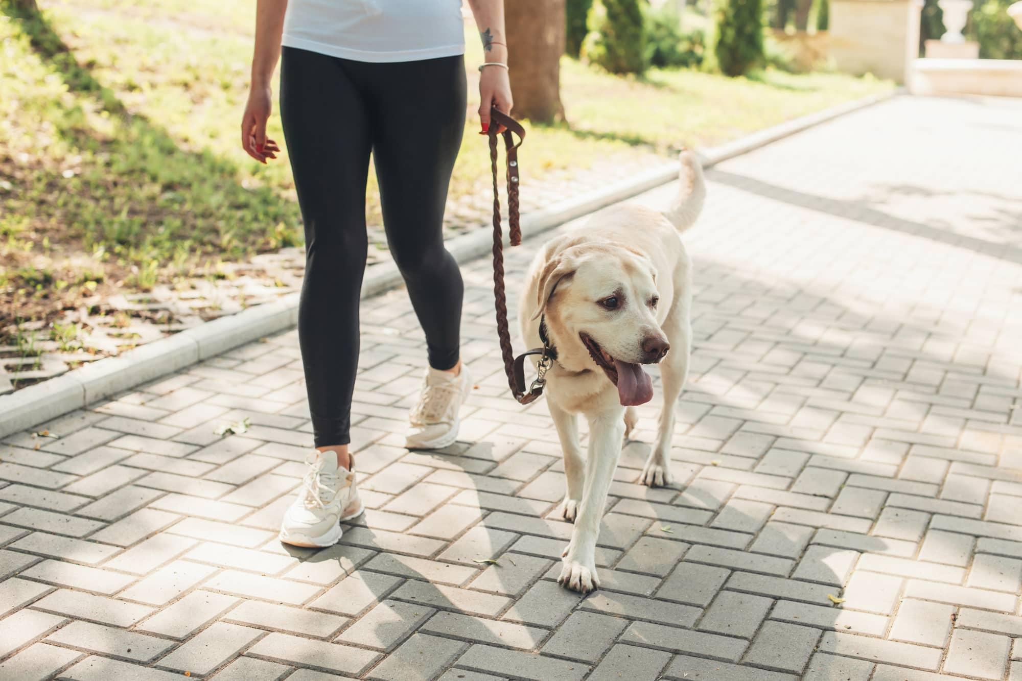 Een vrouw wandelt met haar labrador aan de lijn op straat